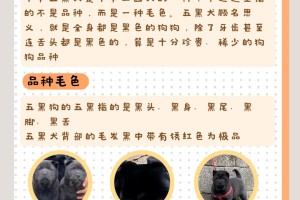 身价猛涨的五黑犬你家有吗