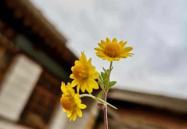 野菊花可以泡茶喝吗?，干野菊花能泡茶喝吗？