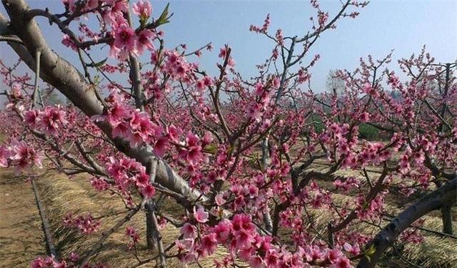 桃树花叶病怎么治，桃花的病害与防治