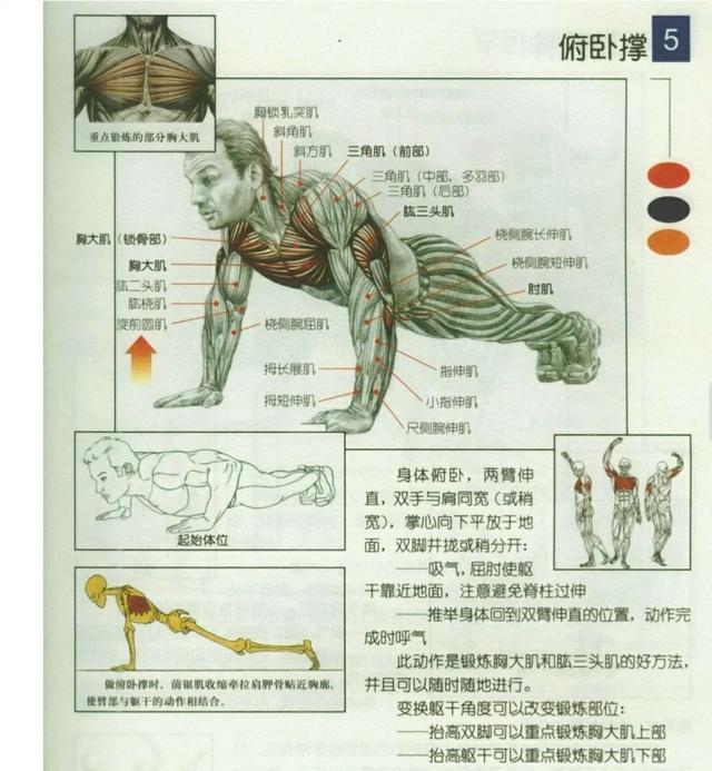 如何完成一个标准的俯卧撑，怎样做一个标准的俯卧撑