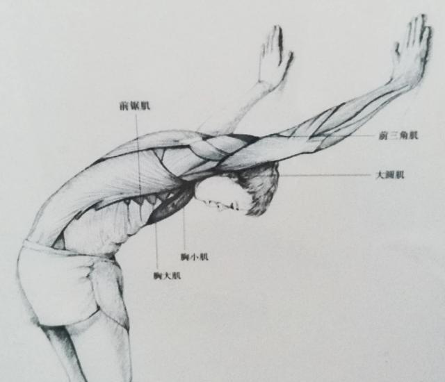 肱二头肌拉伤还能锻炼吗，肱二头肌拉伤了还要不要练