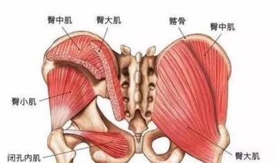 怎么锻炼出翘臀，怎么才能练出翘臀呢