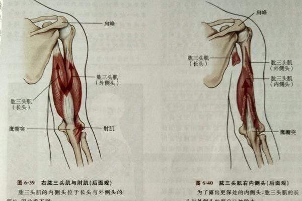 肱三头肌多久练一次好，一次练多久合适？练三头肌需要注意什么？