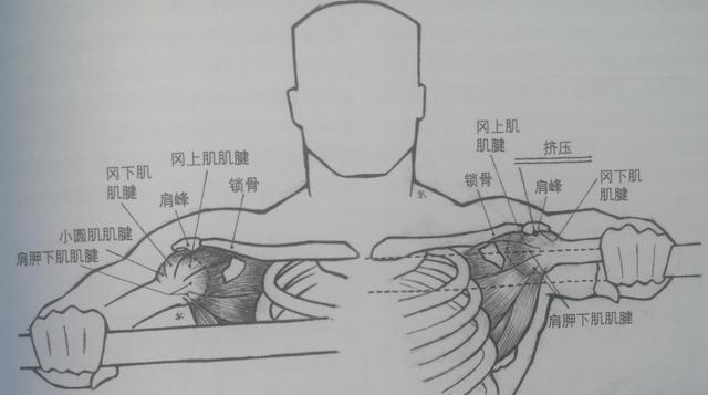 卧推的动作，卧推的动作要领和训练方法