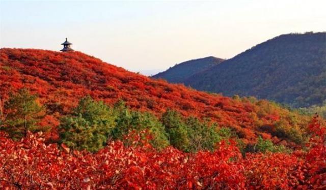 今年的北京香山红叶什么时候观赏最佳?，北京香山赏红叶的最佳时间