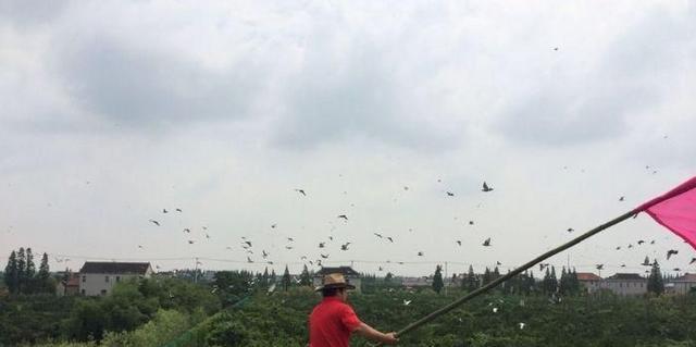 怎样让赛鸽家飞时间长，赛鸽家飞时间短怎么办