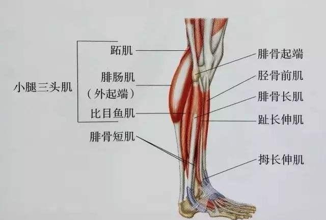 怎么锻炼小腿肌肉力量视频，怎么锻炼小腿肌肉力量不伤膝盖