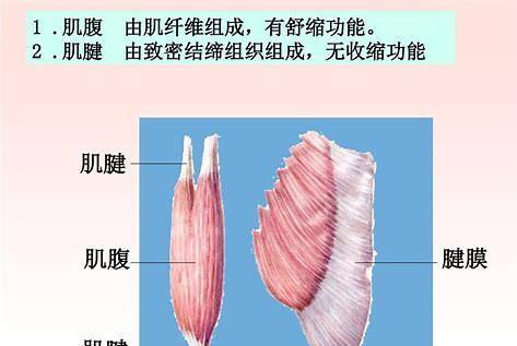 深蹲可以练腿部爆发力吗，练腿一定要负重深蹲吗