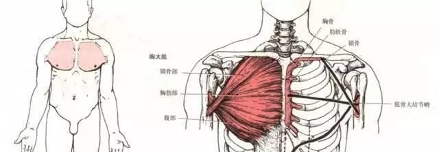 健身中拉力器，龙门架，绳索夹胸怎么分辨是锻炼哪个胸肌部位呢？