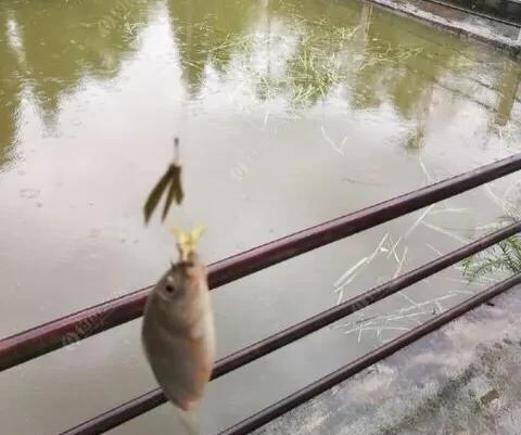 春天下雨天适合钓鱼吗，三月下雨天适合钓鱼吗