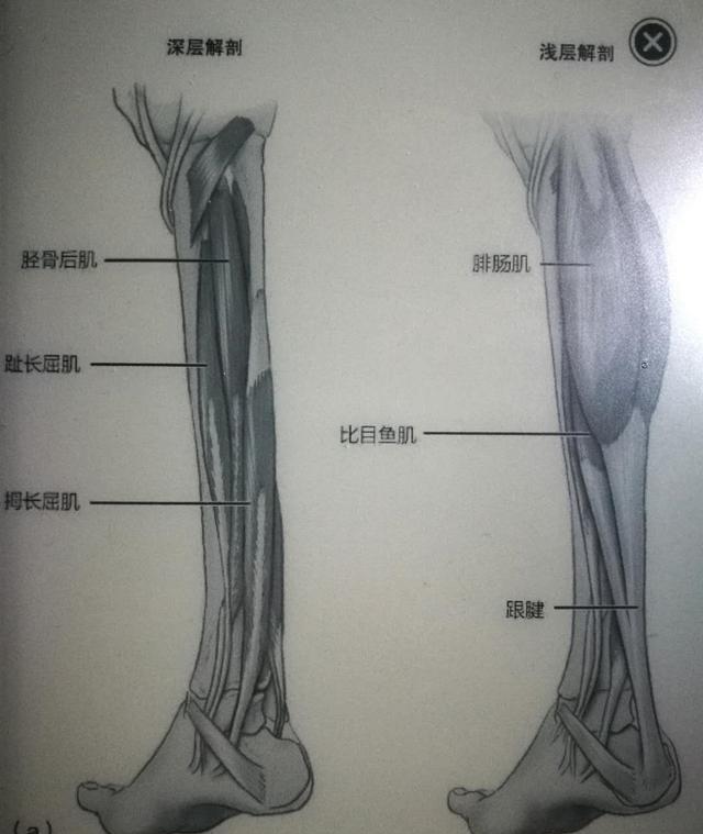 让腿变长的拉伸运动，什么拉伸动作可以让腿变长