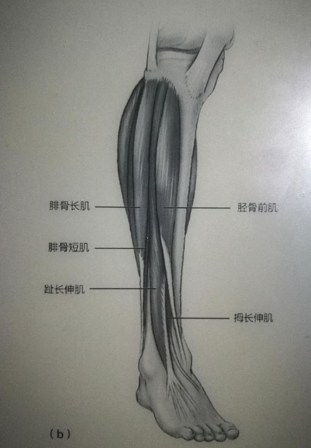 让腿变长的拉伸运动，什么拉伸动作可以让腿变长