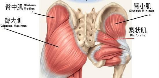臀肌上部如何训练，臀肌的训练方法有哪些