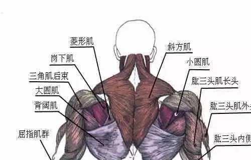 哑铃怎样练背阔肌，用哑铃怎么练背阔肌