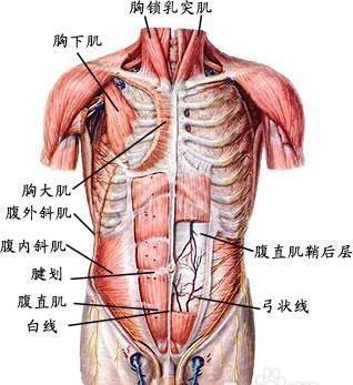 怎么做仰卧起坐做的更多，怎么做仰卧起坐做得多