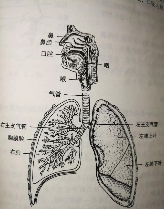 如何在家锻炼肺活量，在家增加肺活量的锻炼方法