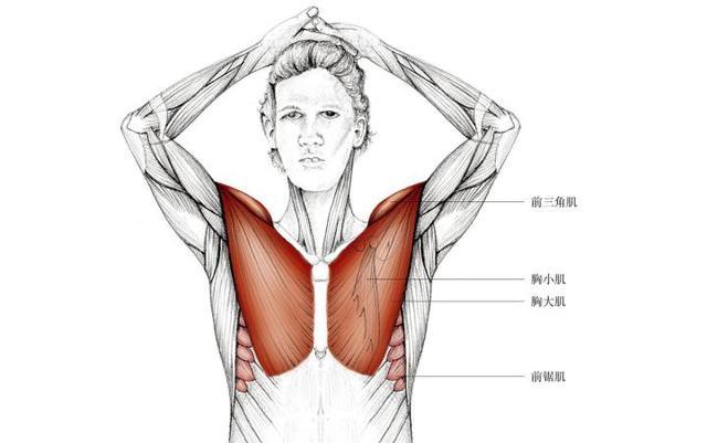 胸肌练完需要拉伸吗?，练完胸部后应该如何拉伸啊