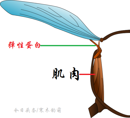 跳蚤为什么能跳那么高