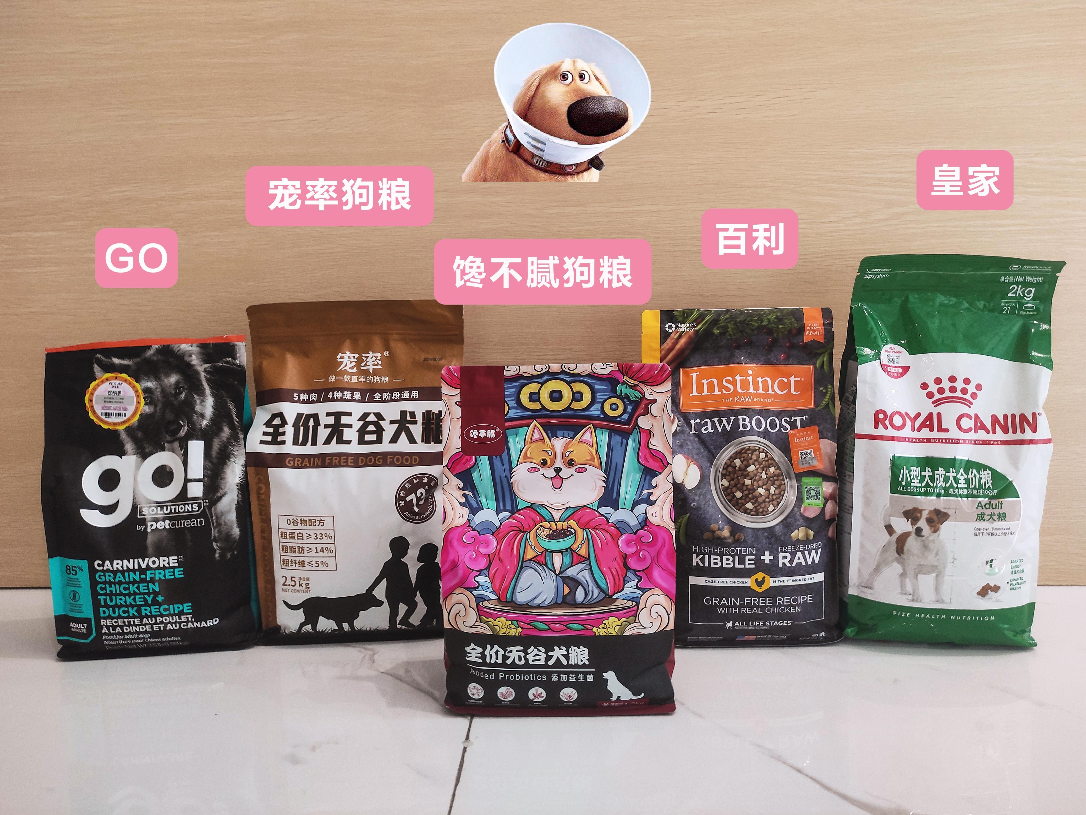 茶杯犬好不好养?寿命有多长（茶杯犬来历）