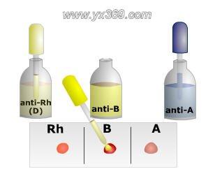 血型是怎么分类的有什么区别