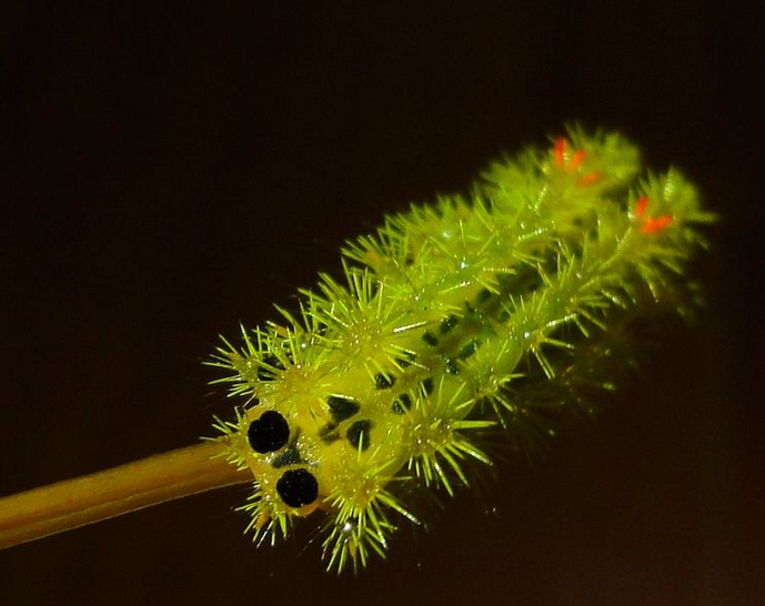 盘点国内常见的几种虫子生物有哪些