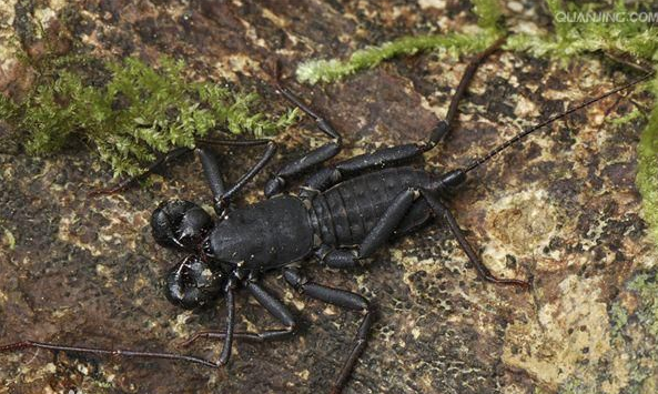 盘点国内常见的几种虫子生物有哪些