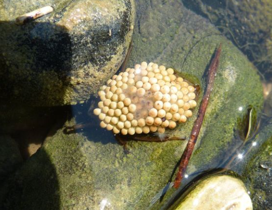 盘点国内常见的几种虫子生物有哪些