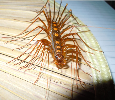 盘点国内常见的几种虫子生物有哪些