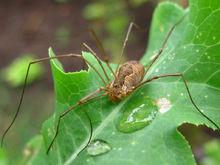 盘点国内常见的几种虫子生物有哪些