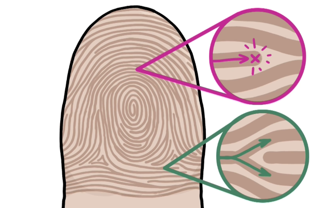 指纹形成的原理