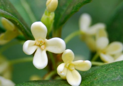 新鲜的桂花能泡茶喝吗