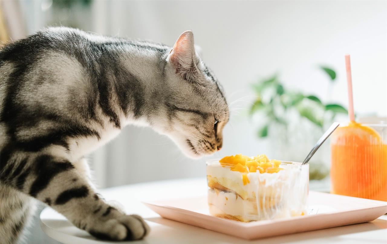 小猫喜欢吃什么食物