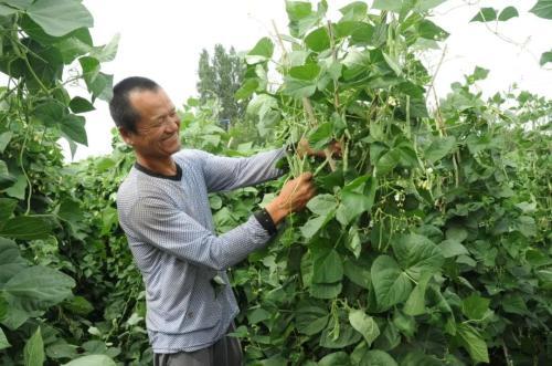 豇豆种植技术与管理