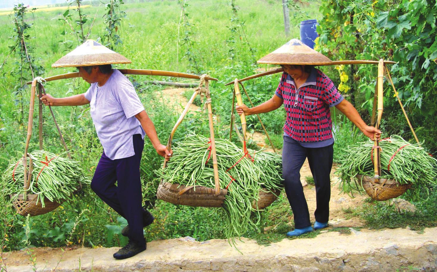 豇豆种植技术与管理