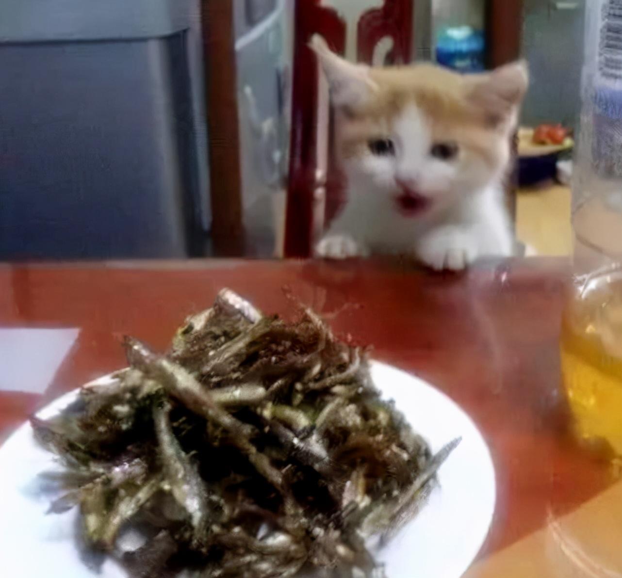 小猫喜欢吃什么食物