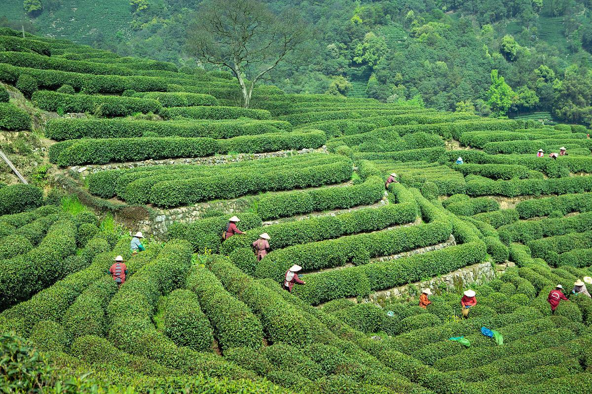 怎样辨别龙井茶的好坏