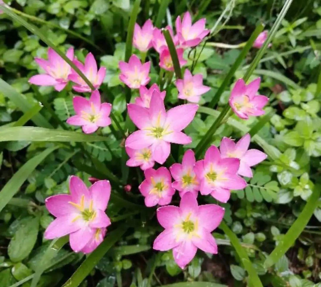 夏天热不死的花