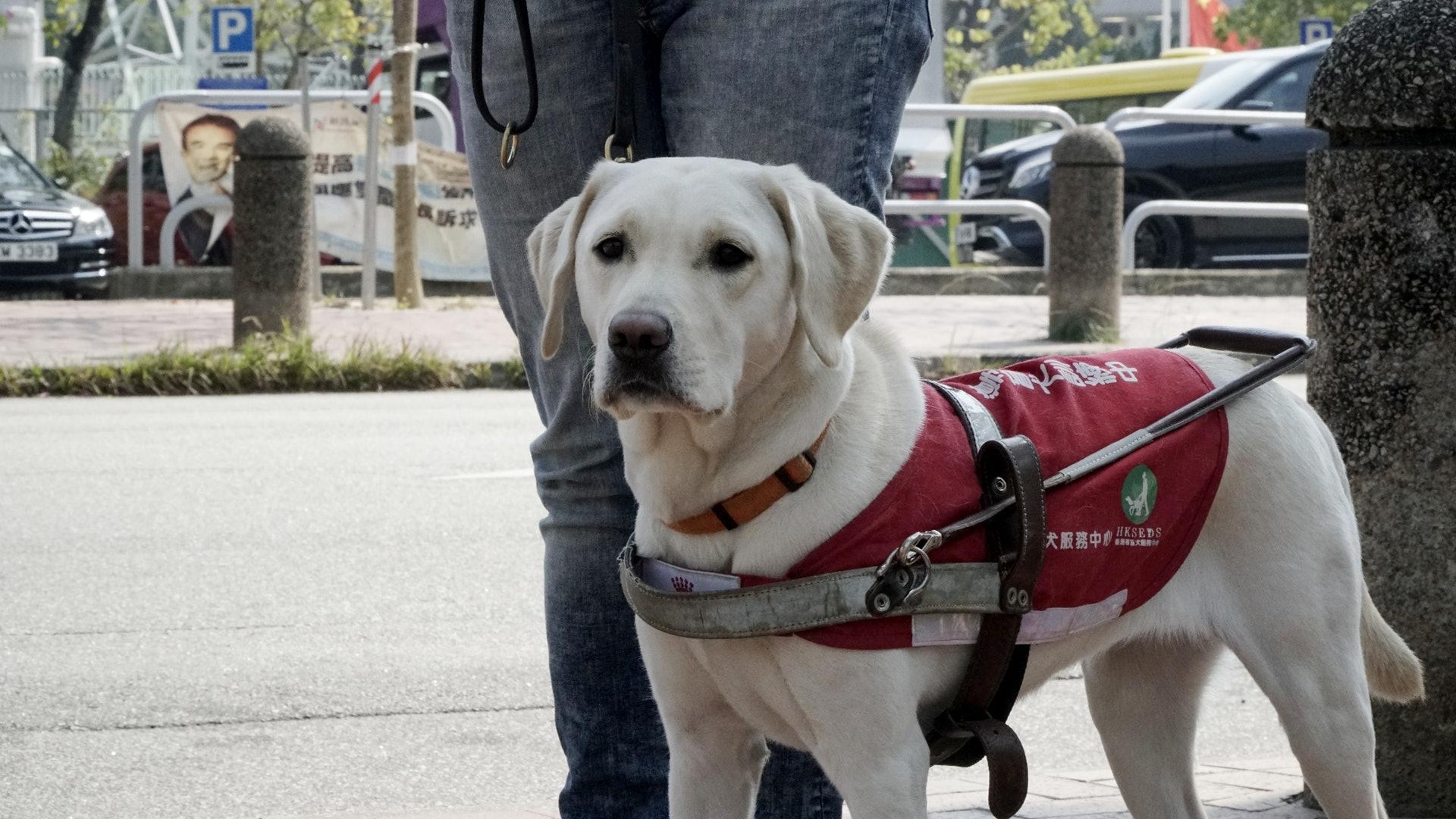 导盲犬科普