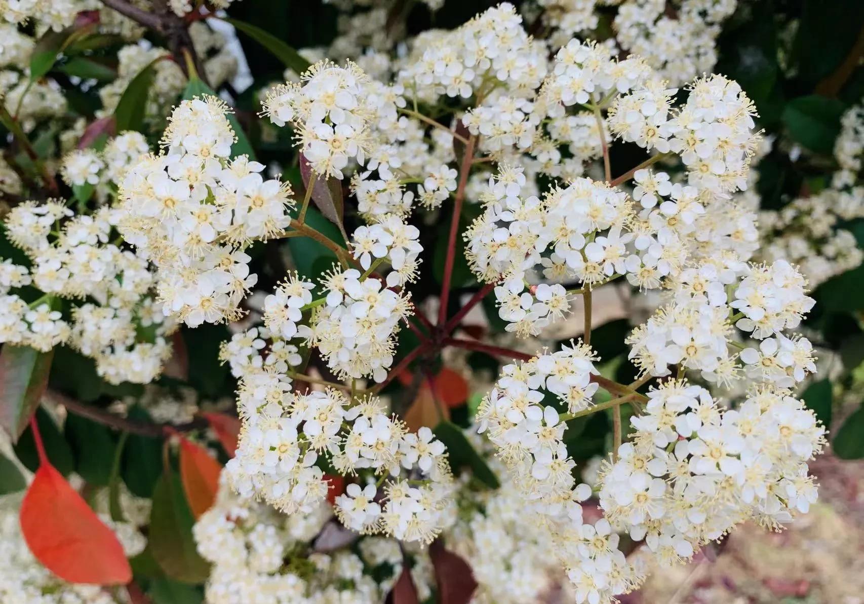 石楠花为什么被称为最污花