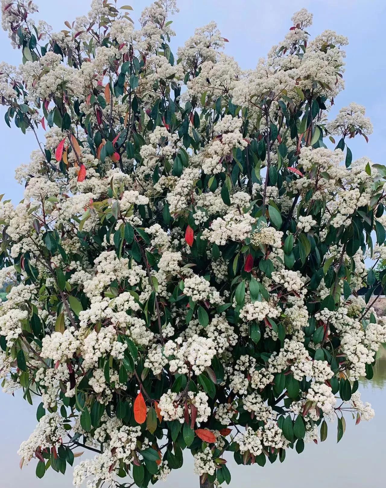 石楠花为什么被称为最污花