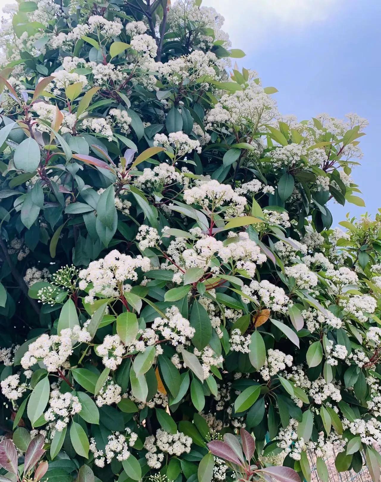 石楠花为什么被称为最污花