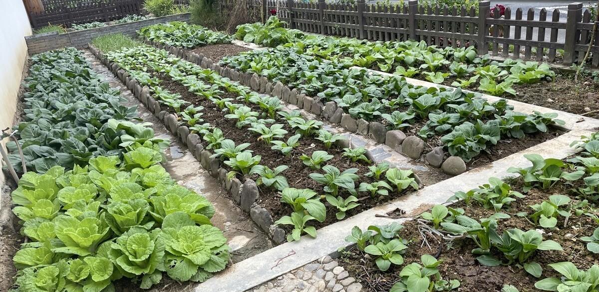 种菜的步骤和关键因素