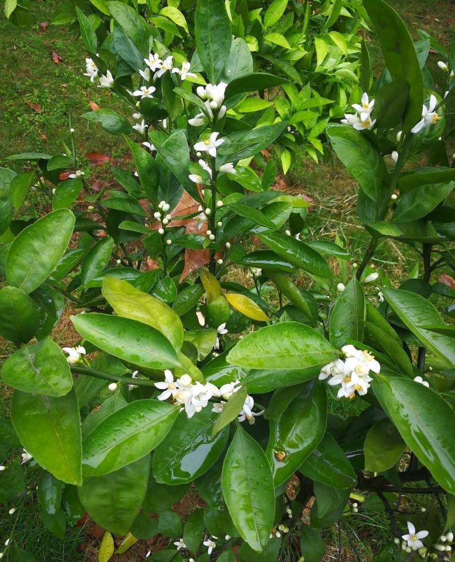 橘子花蜂蜜会结晶吗