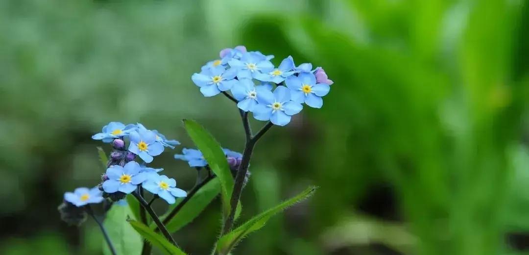 勿忘我花卉的栽培方法