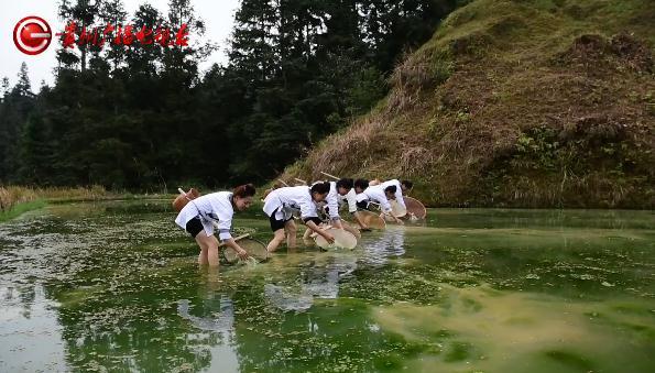 青苔怎么做菜