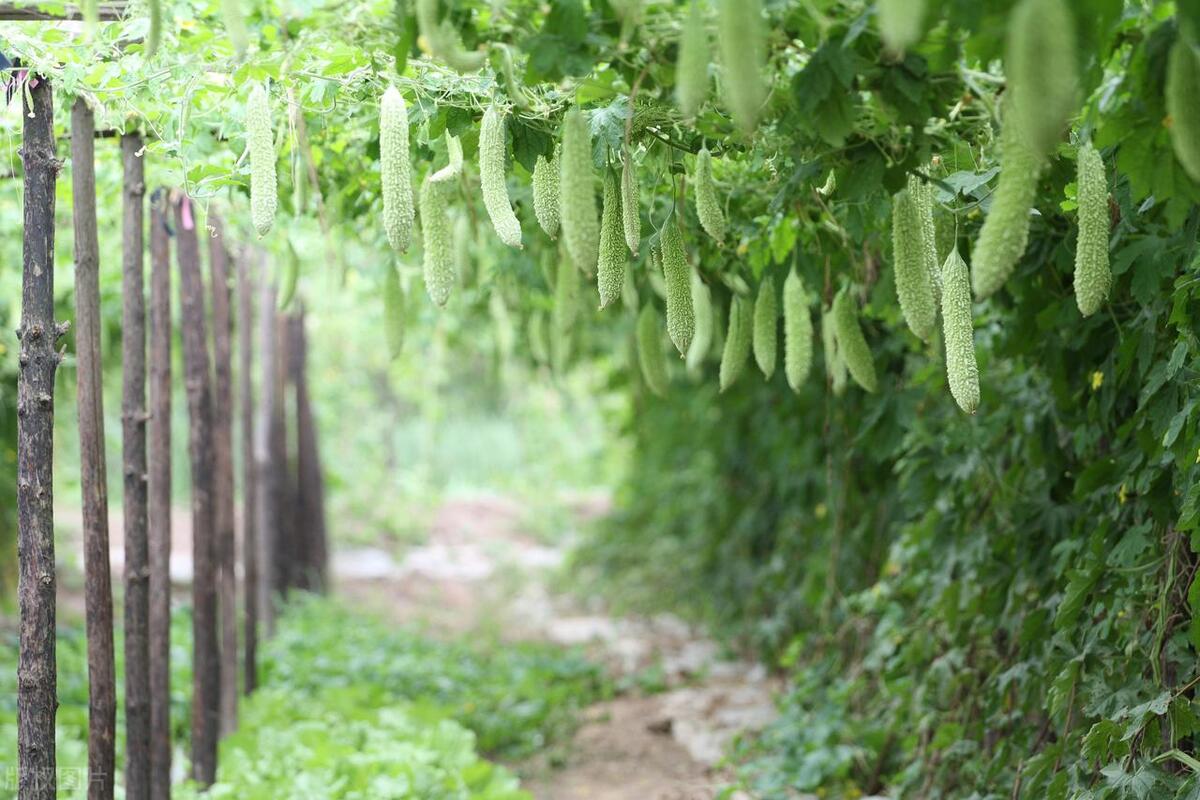 夏天怎么吃苦瓜比较好