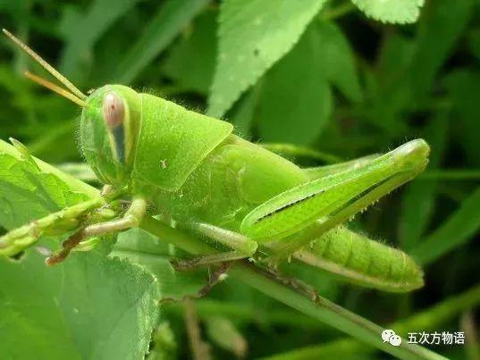 蚱、蜢和蝗的区别