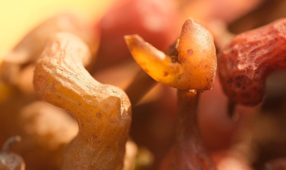 拐枣水果有什么功效