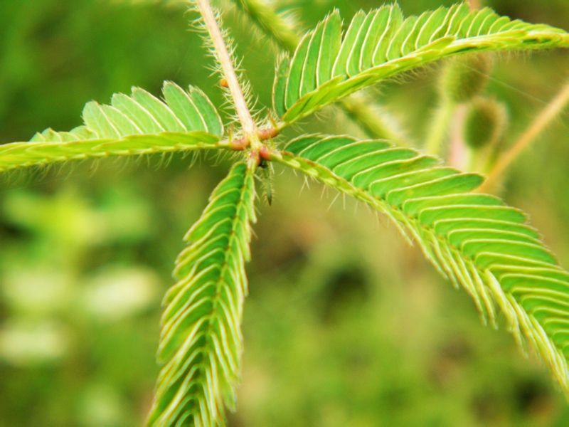 含羞草是什么植物