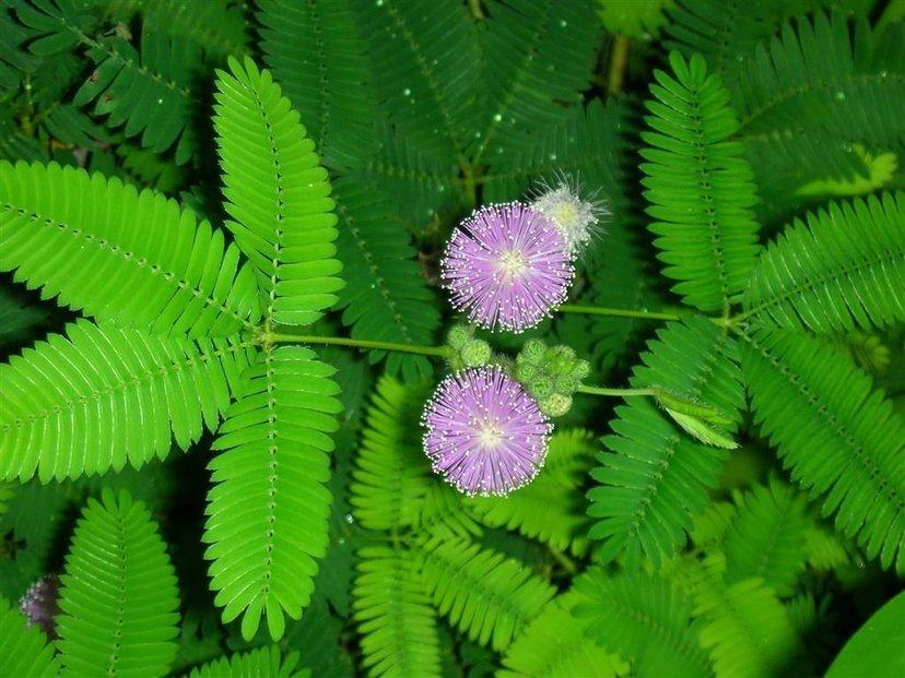 含羞草是什么植物